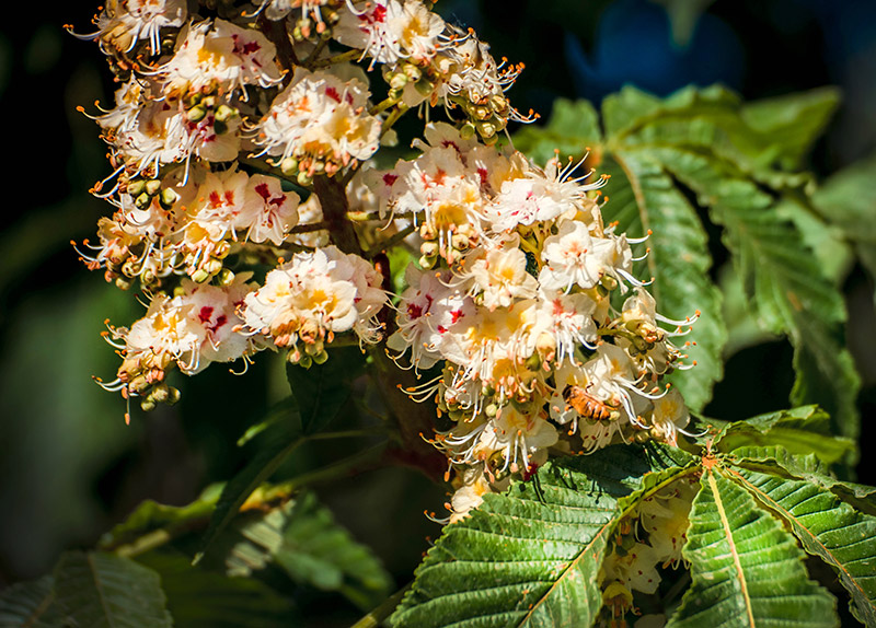 Castanea Sativa (Chestnut) Seed Extract