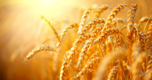 Hydrolyzed Wheat Protein