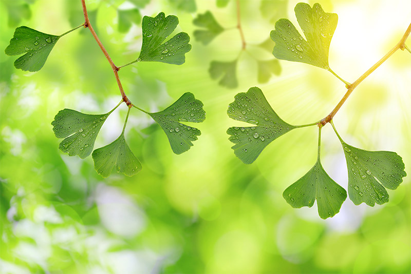 Ginkgo Biloba Leaf Extract