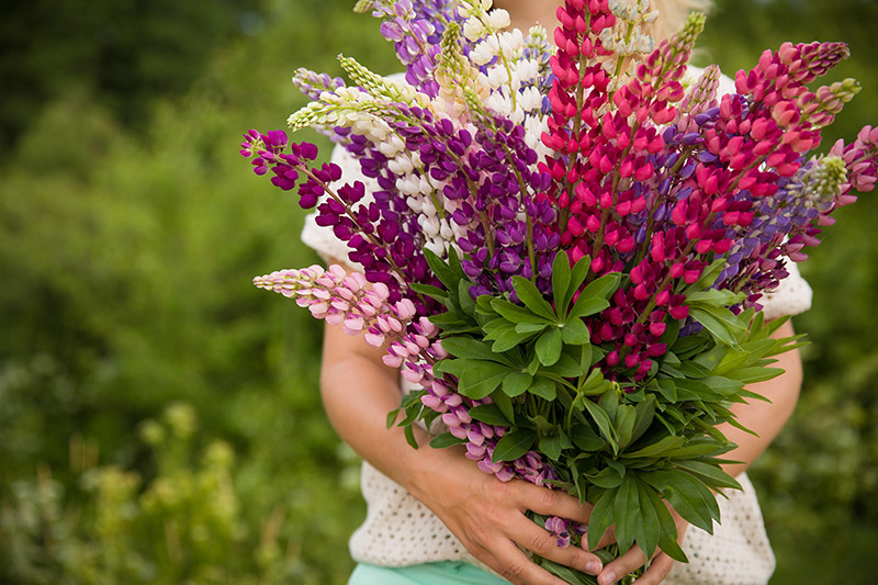 Hydrolyzed Lupine Protein