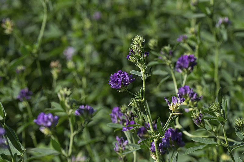 Medicago Sativa (Alfalfa) Extract