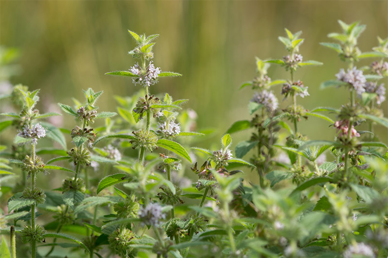 Mentha Arvensis Leaf Oil